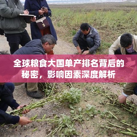 全球糧食大國單產(chǎn)排名背后的秘密，影響因素深度解析