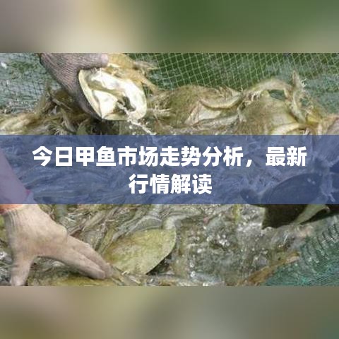 今日甲魚市場走勢分析，最新行情解讀