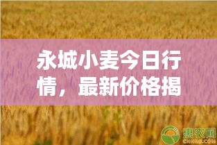 永城小麥今日行情，最新價格揭秘