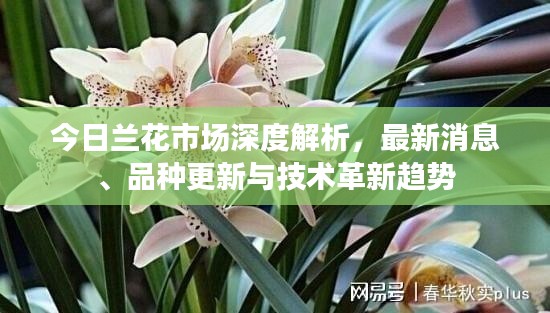 今日蘭花市場深度解析，最新消息、品種更新與技術(shù)革新趨勢
