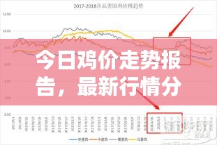 今日雞價走勢報告，最新行情分析