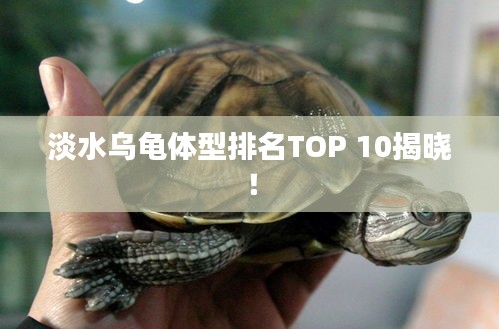 淡水烏龜體型排名TOP 10揭曉！