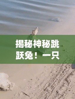 揭秘神秘跳躍兔！一只兔子的故事引發(fā)全網(wǎng)熱議！