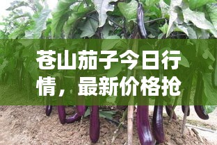 蒼山茄子今日行情，最新價格搶先看