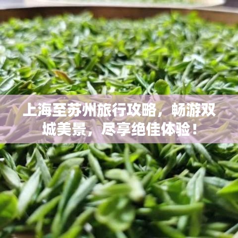 上海至蘇州旅行攻略，暢游雙城美景，盡享絕佳體驗！