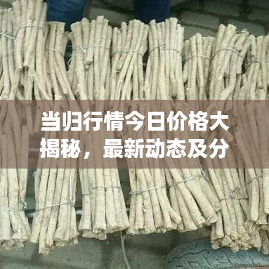 當(dāng)歸行情今日價格大揭秘，最新動態(tài)及分析報告