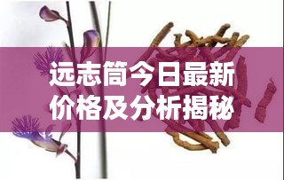 遠(yuǎn)志筒今日最新價(jià)格及分析揭秘