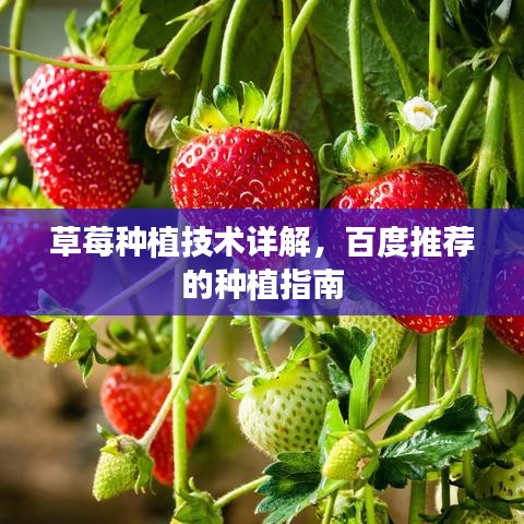 草莓種植技術(shù)詳解，百度推薦的種植指南