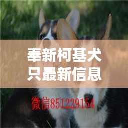 奉新柯基犬只最新信息，精選柯基出售一網(wǎng)打盡！