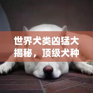 世界犬類兇猛大揭秘，頂級犬種的勇猛與力量排名