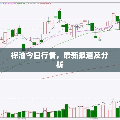 棕油今日行情，最新報(bào)道及分析