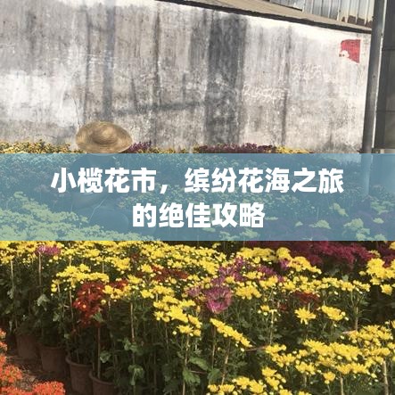 小欖花市，繽紛花海之旅的絕佳攻略