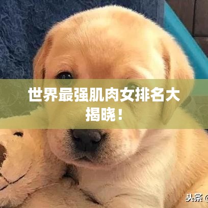 世界最強(qiáng)肌肉女排名大揭曉！