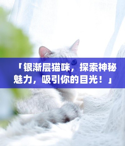 「銀漸層貓咪，探索神秘魅力，吸引你的目光！」