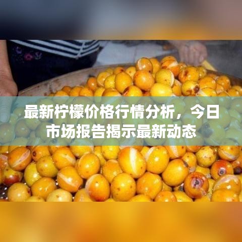 最新檸檬價格行情分析，今日市場報告揭示最新動態(tài)
