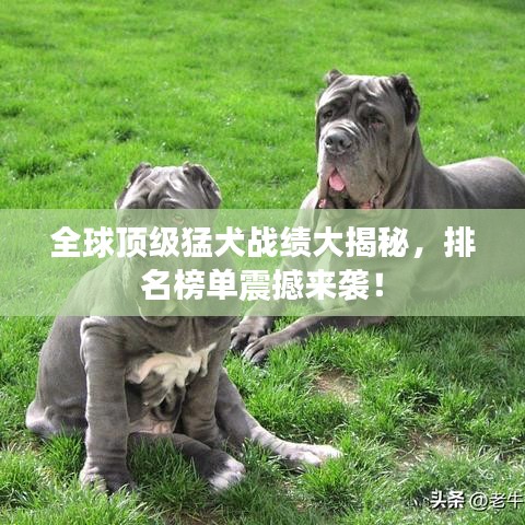 全球頂級(jí)猛犬戰(zhàn)績(jī)大揭秘，排名榜單震撼來(lái)襲！