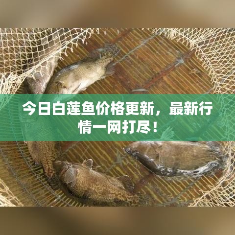 今日白蓮魚價(jià)格更新，最新行情一網(wǎng)打盡！