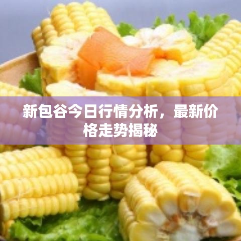 新包谷今日行情分析，最新價格走勢揭秘