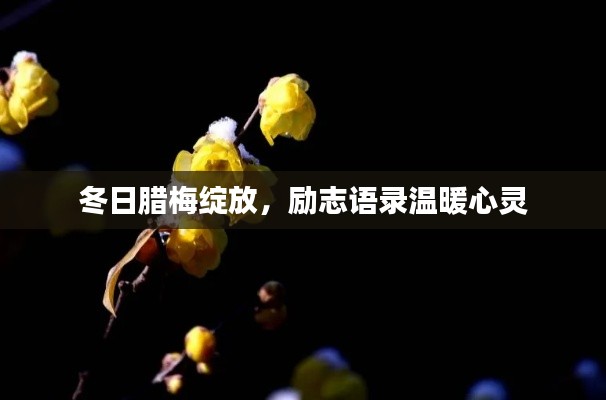 冬日臘梅綻放，勵(lì)志語錄溫暖心靈