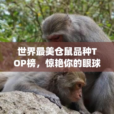 世界最美倉鼠品種TOP榜，驚艷你的眼球！