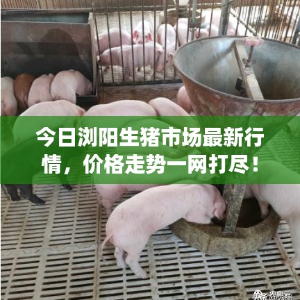 今日瀏陽生豬市場最新行情，價格走勢一網(wǎng)打盡！