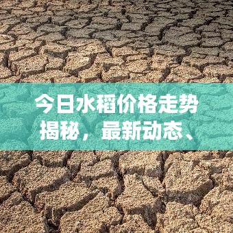 今日水稻價格走勢揭秘，最新動態(tài)、市場趨勢及影響因素深度解析