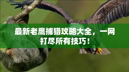 最新老鷹捕獵攻略大全，一網(wǎng)打盡所有技巧！