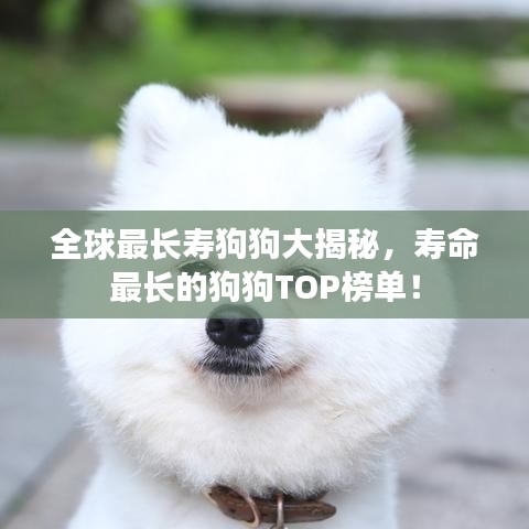 全球最長(zhǎng)壽狗狗大揭秘，壽命最長(zhǎng)的狗狗TOP榜單！