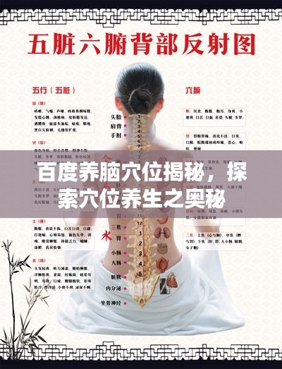 百度養(yǎng)腦穴位揭秘，探索穴位養(yǎng)生之奧秘