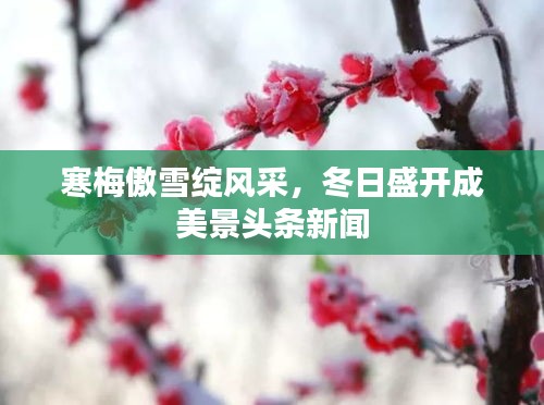 寒梅傲雪綻風(fēng)采，冬日盛開成美景頭條新聞