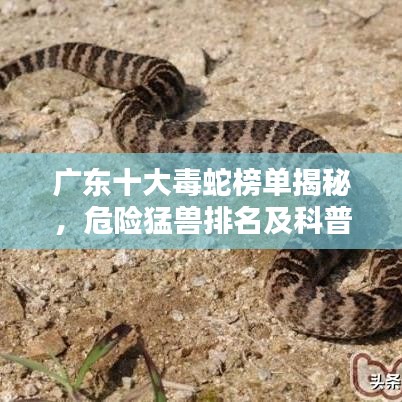 廣東十大毒蛇榜單揭秘，危險猛獸排名及科普知識揭秘