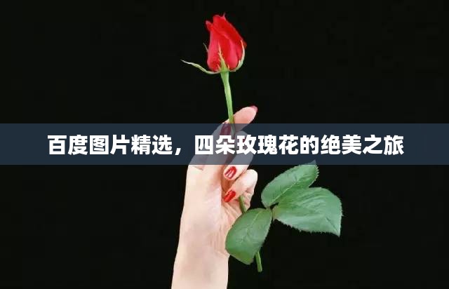 百度圖片精選，四朵玫瑰花的絕美之旅